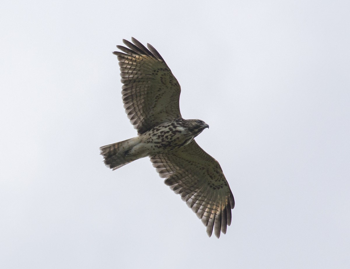 Red-shouldered Hawk - ML475565591