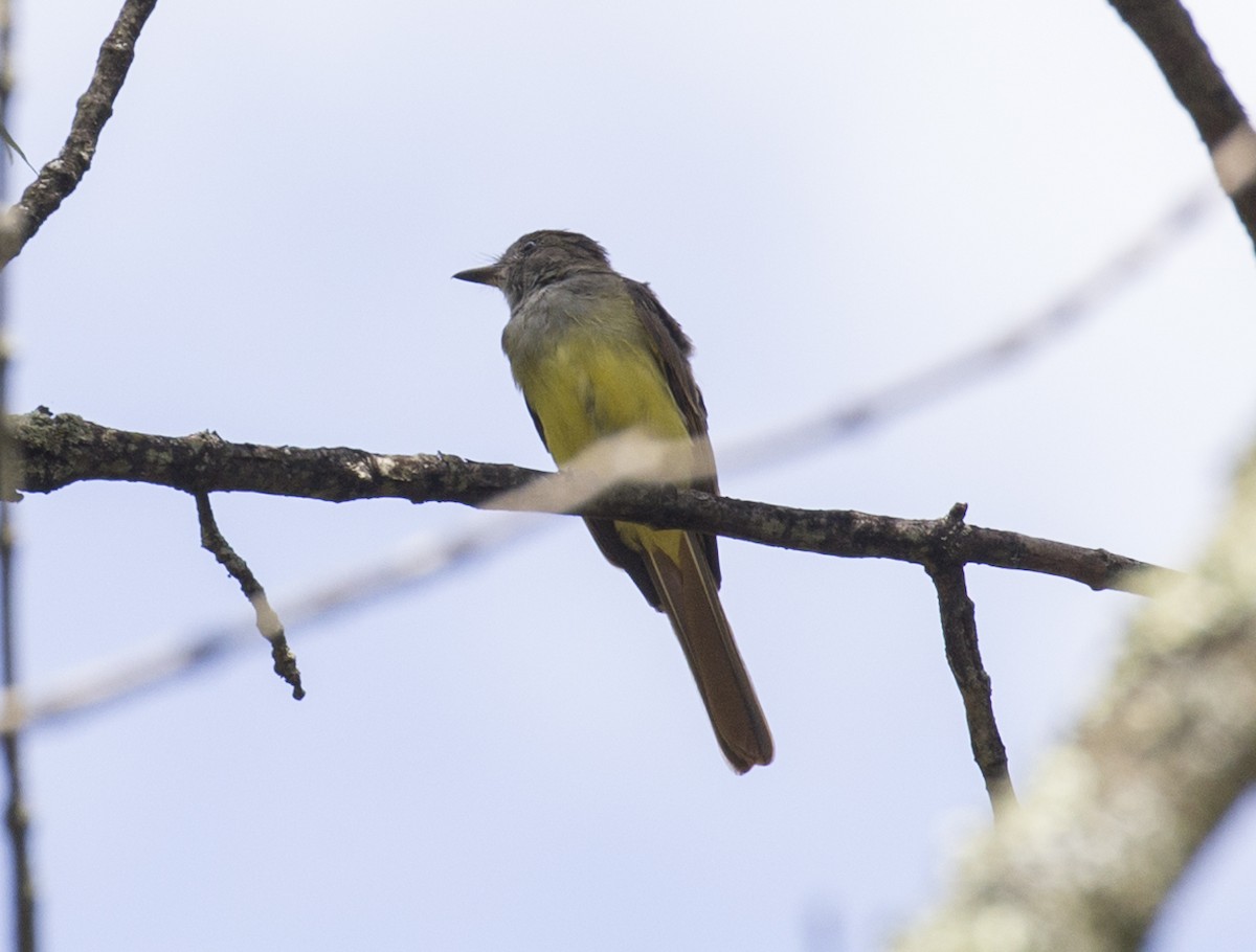 Great Crested Flycatcher - ML475565621