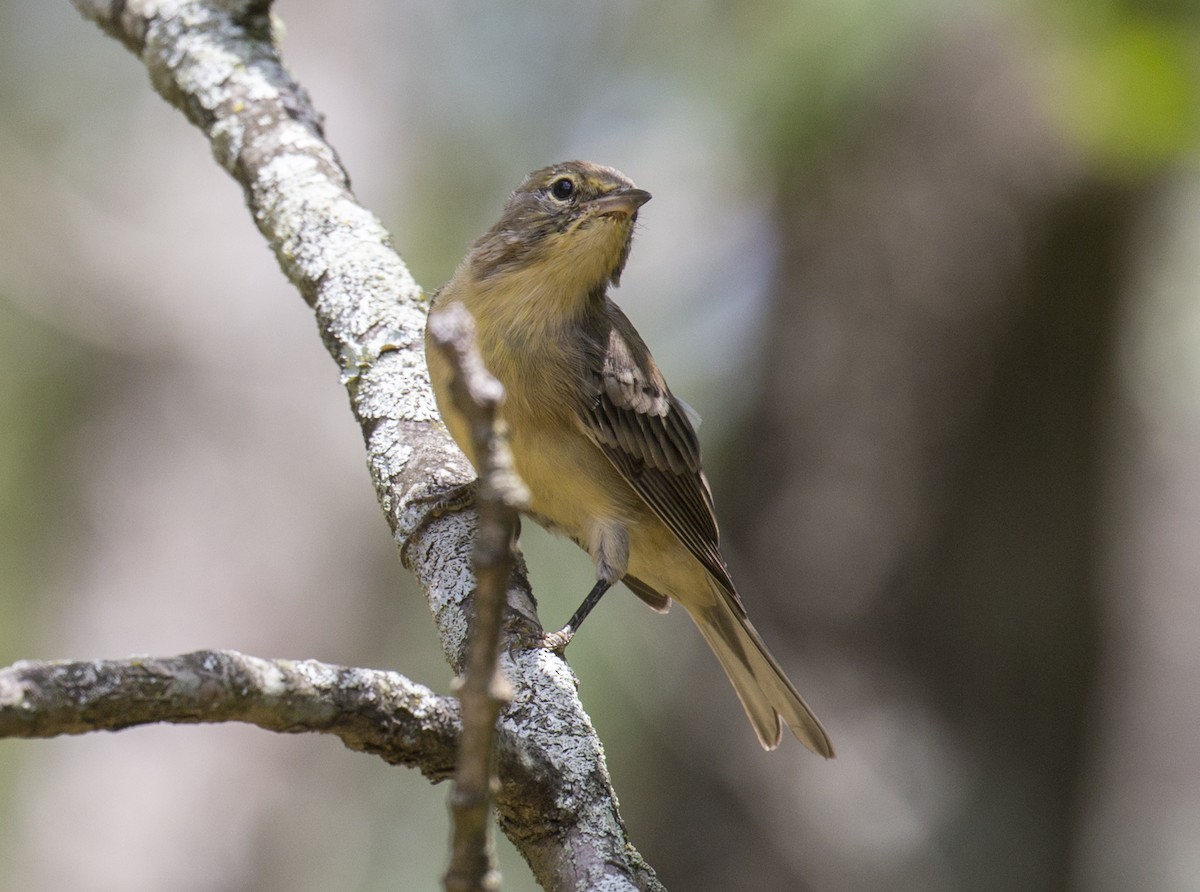 Pine Warbler - ML475565661