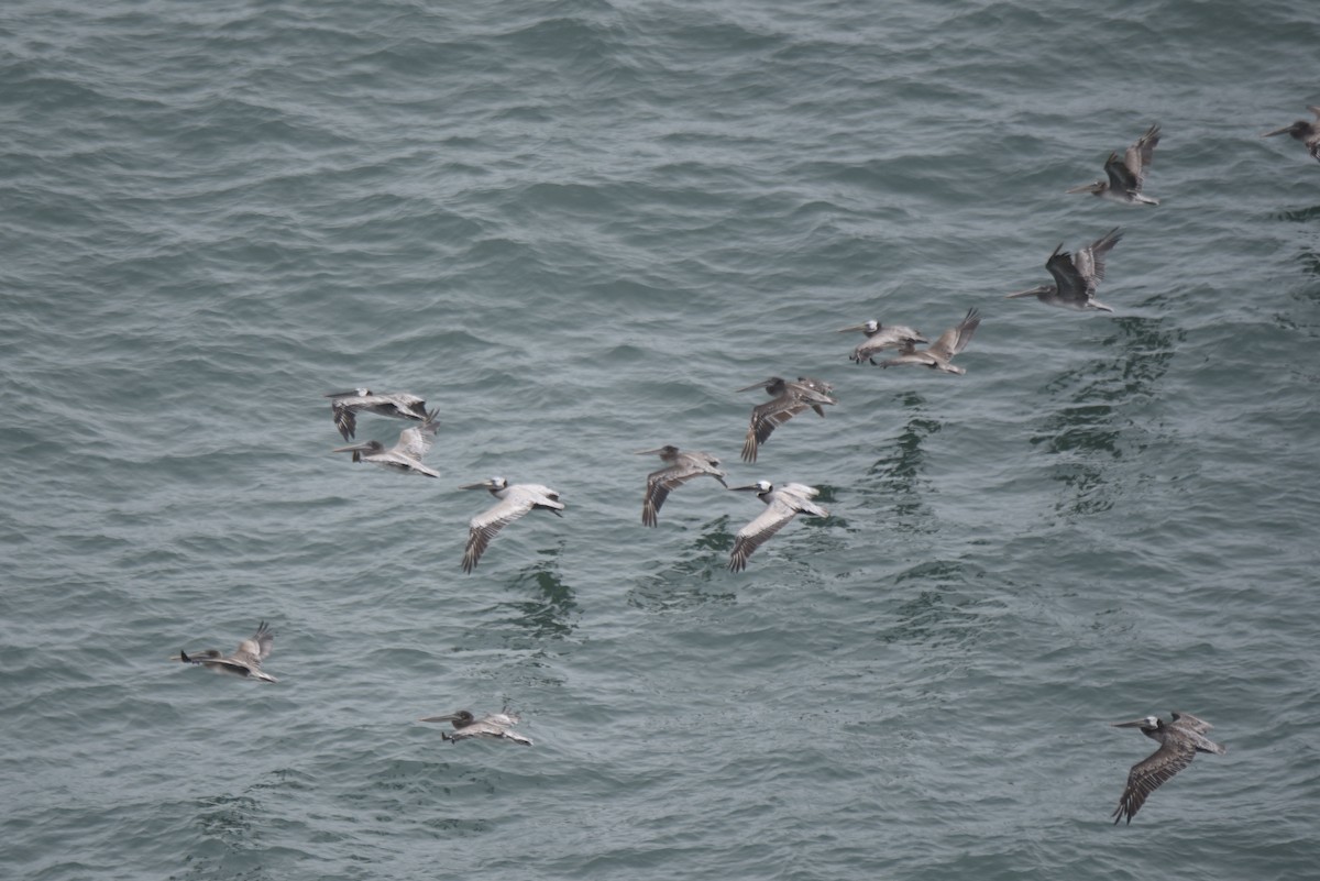 Brown Pelican - ML475566811