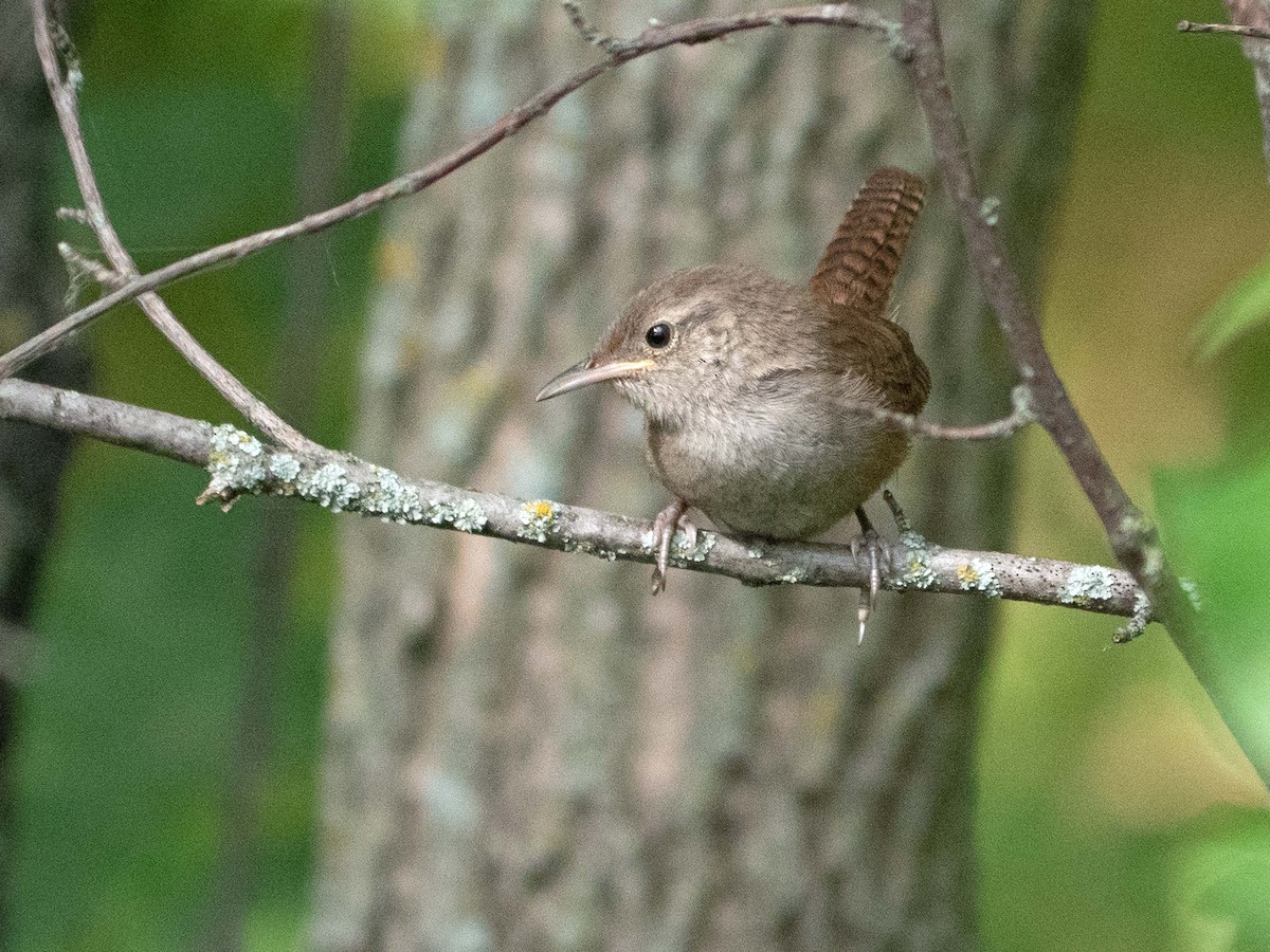 House Wren - Susan Elliott