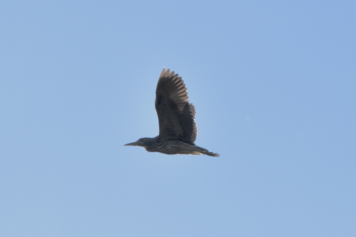 Black-crowned Night Heron - ML475567681