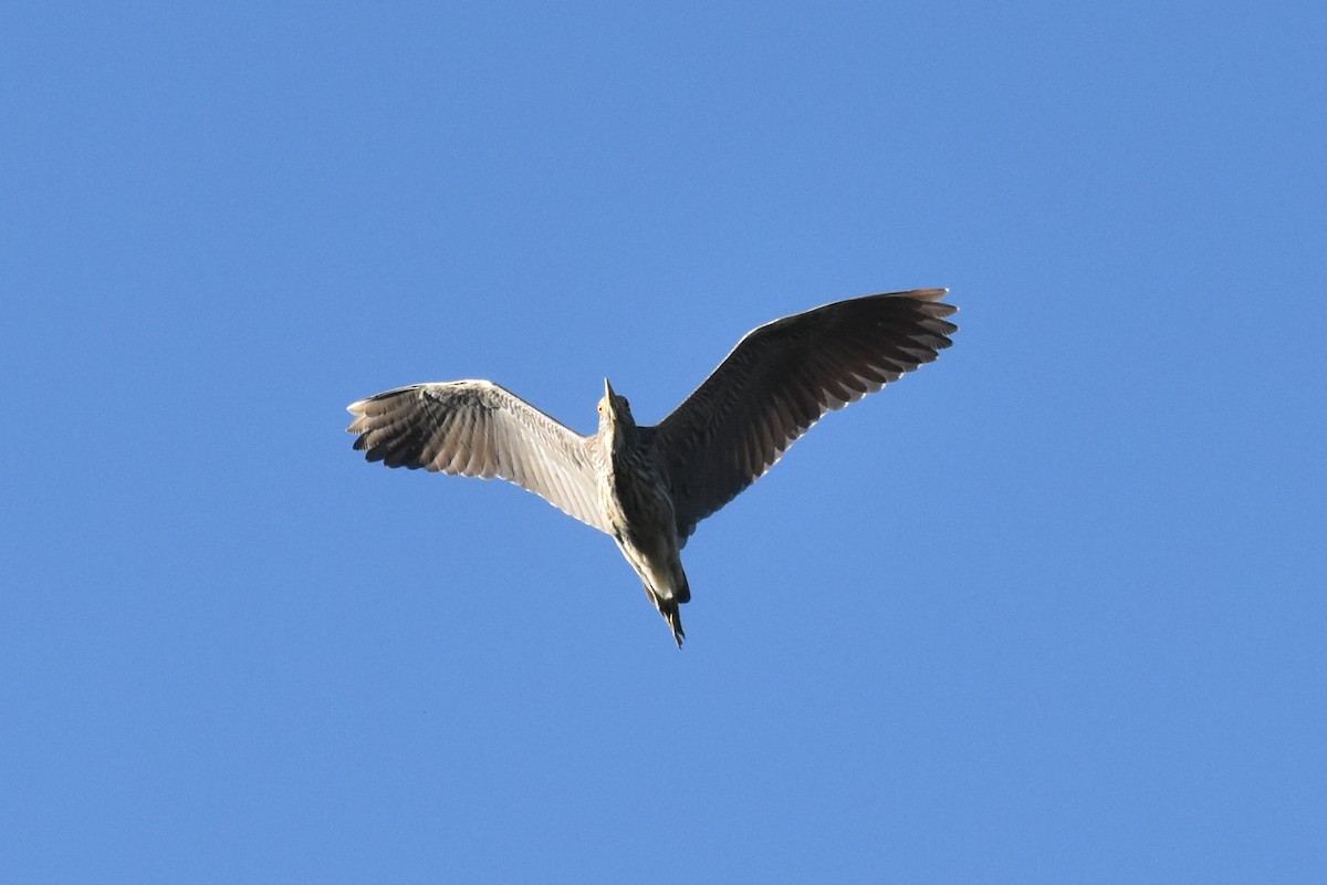 Black-crowned Night Heron - ML475567691