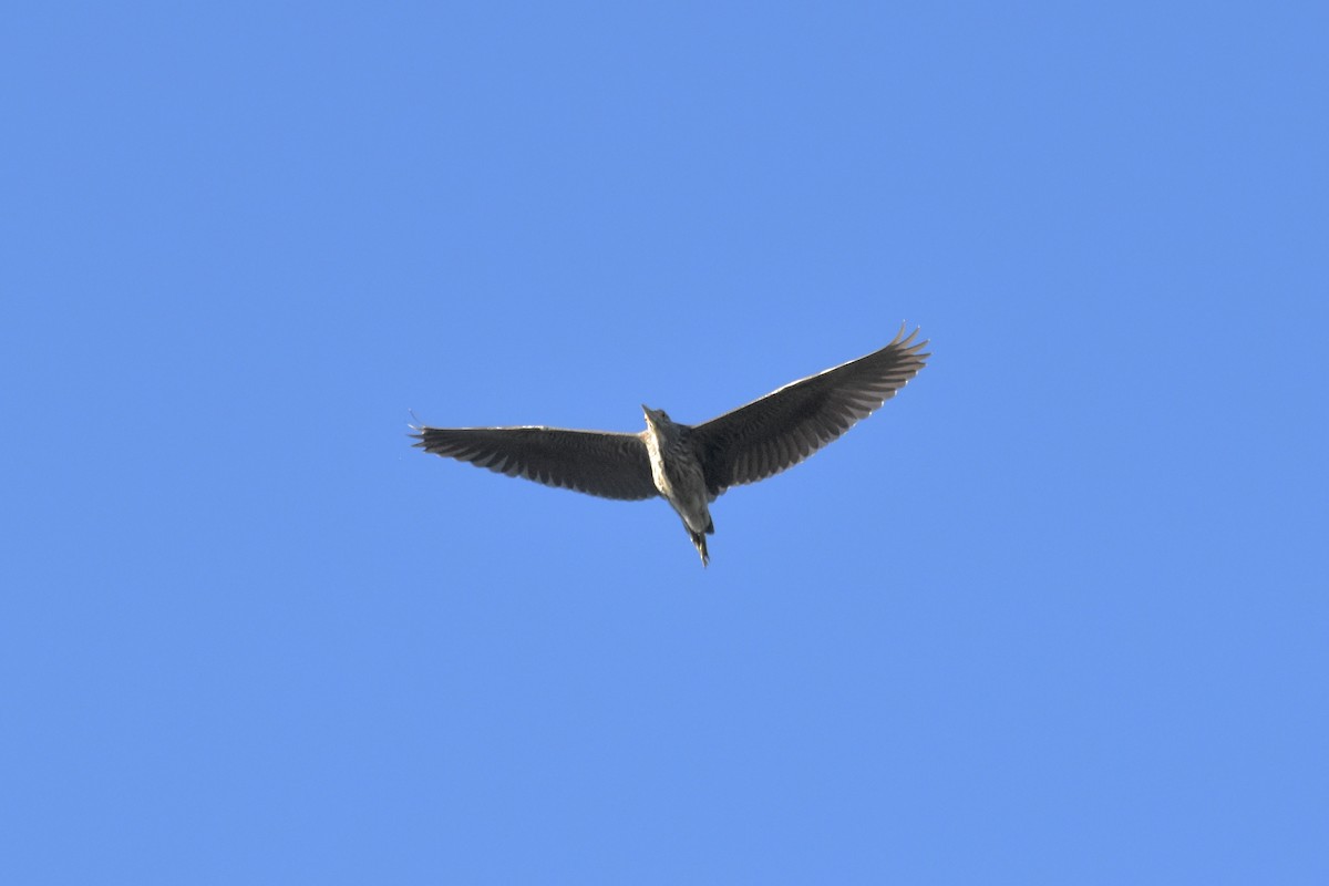 Black-crowned Night Heron - ML475567721