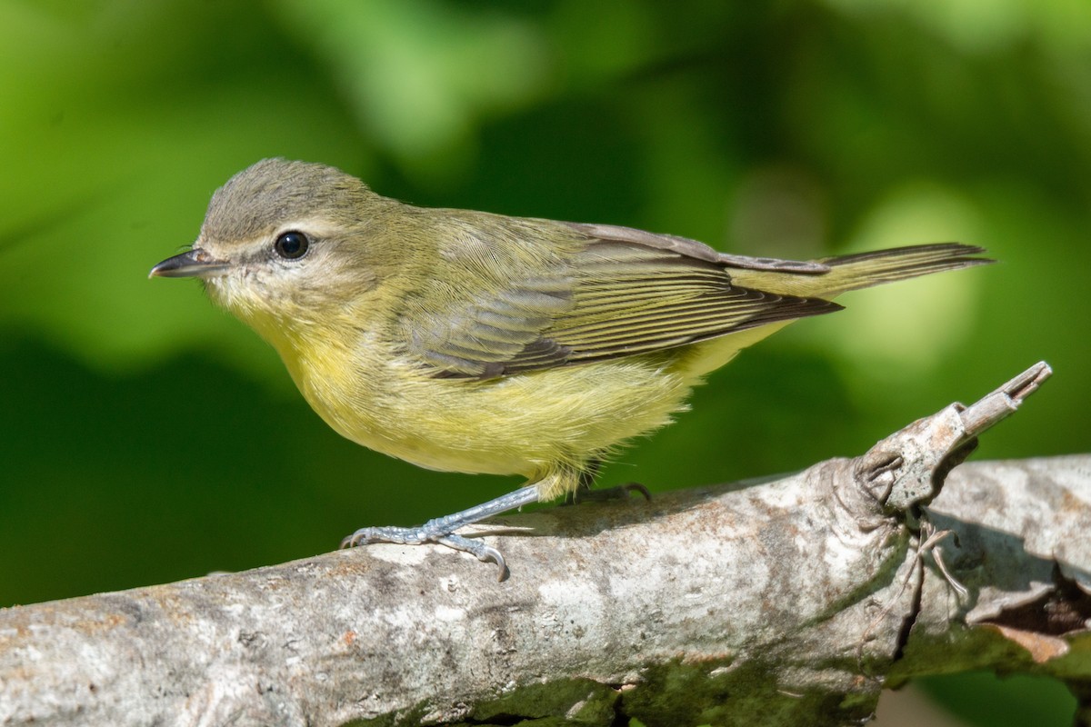 Philadelphia Vireo - David Turgeon