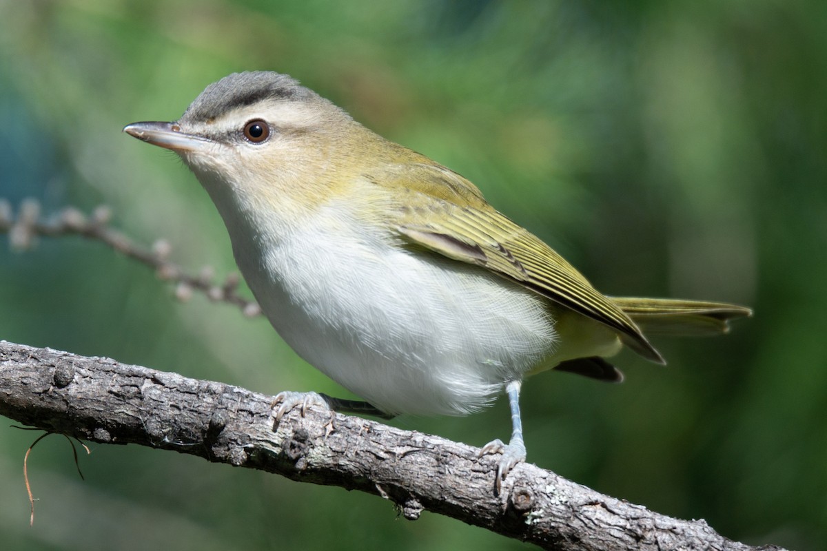 Red-eyed Vireo - David Turgeon