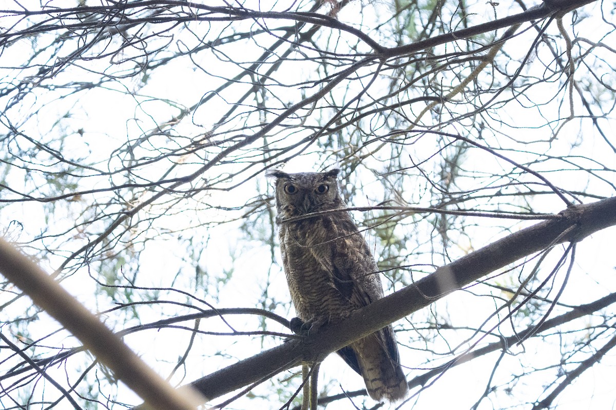 Lesser Horned Owl - ML475570471