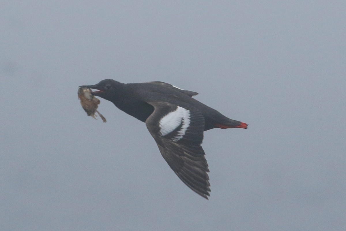 Pigeon Guillemot - ML475571201