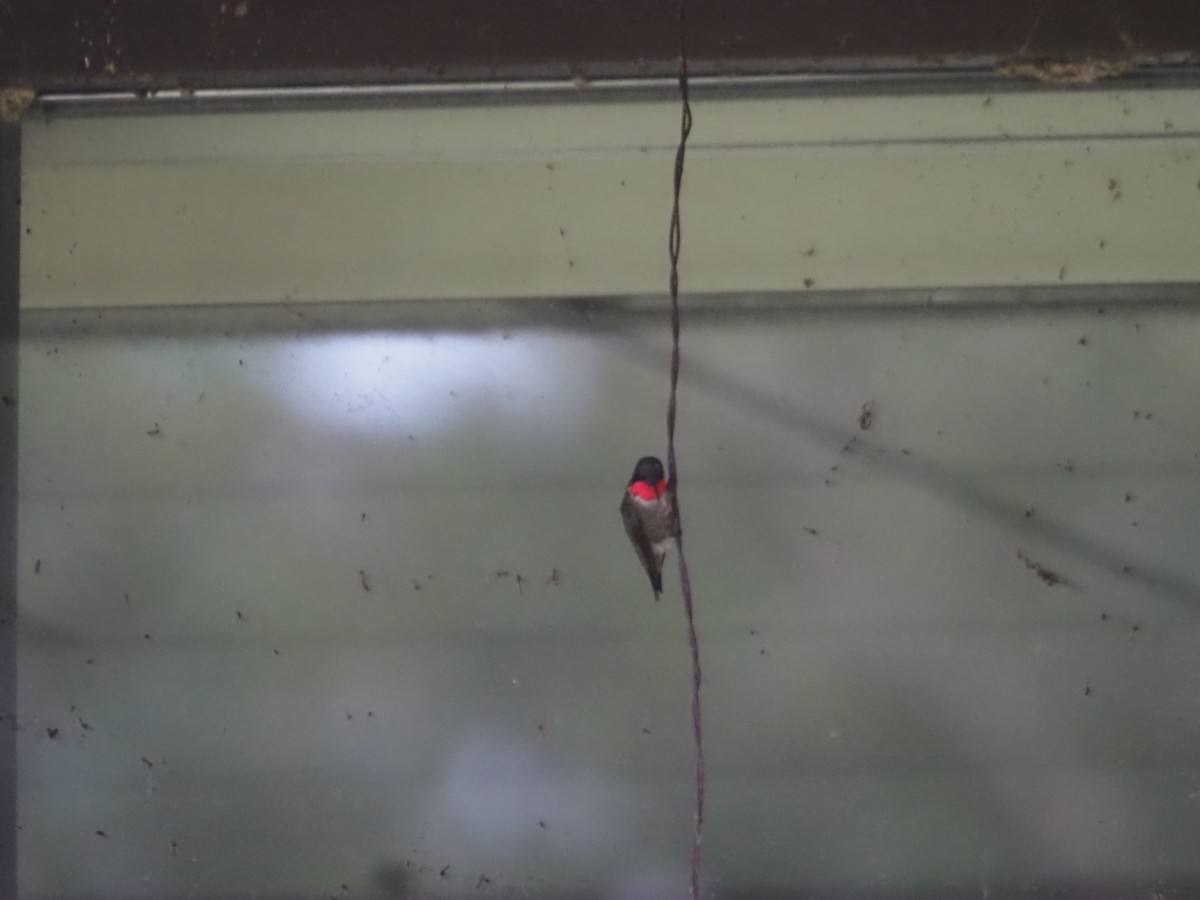 Ruby-throated Hummingbird - ML475571681
