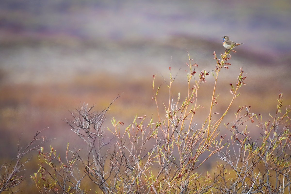 Bluethroat - ML475571931