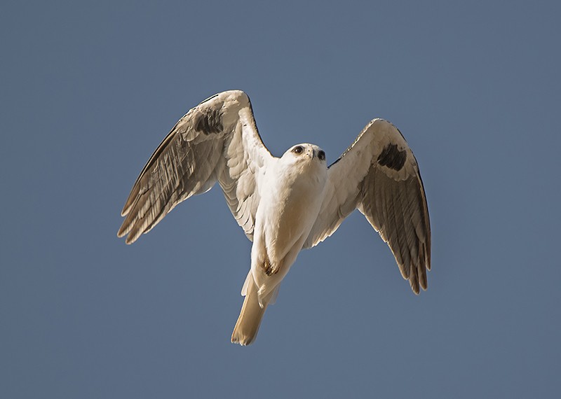 White-tailed Kite - Loree Johnson