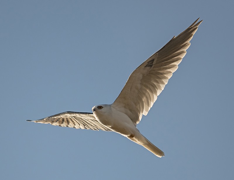 White-tailed Kite - Loree Johnson