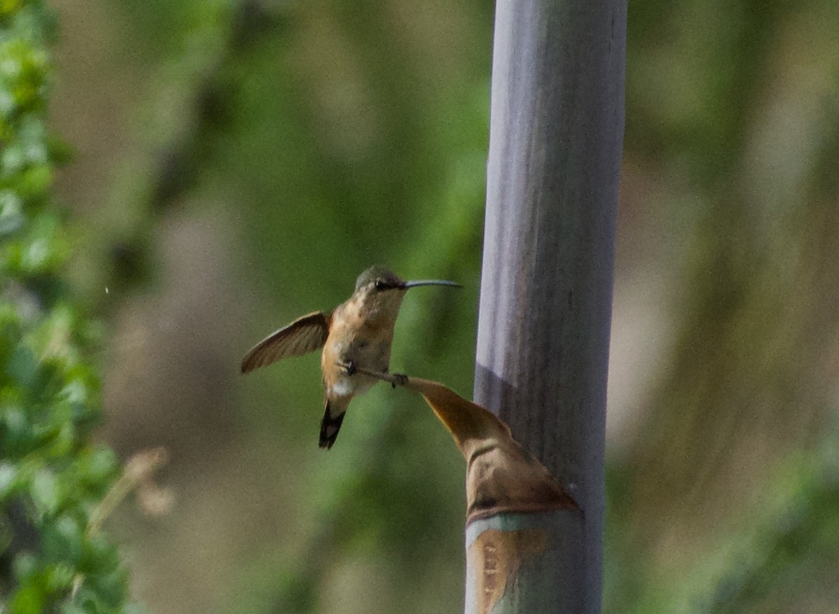 Luzifersternkolibri - ML475572701