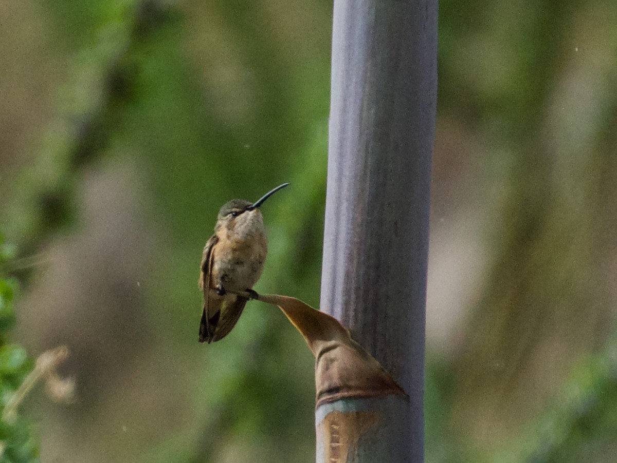 Lucifer Hummingbird - ned bohman