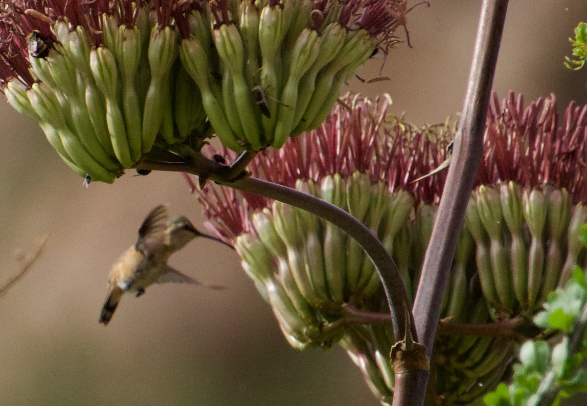 Lucifer Hummingbird - ML475572731