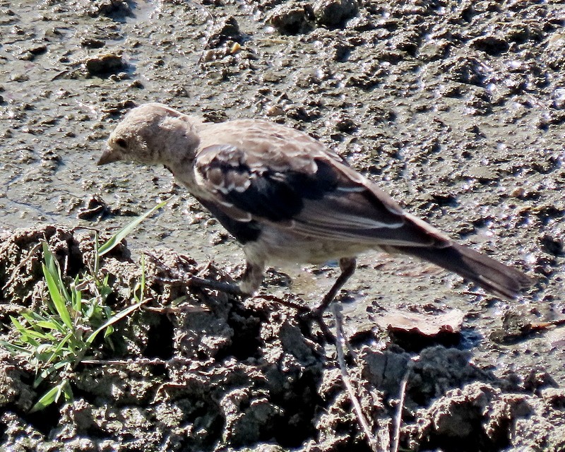 Brown-headed Cowbird - ML475576111