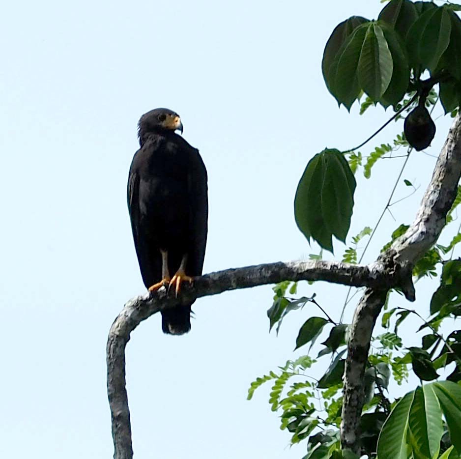 Common Black Hawk - ML475576391