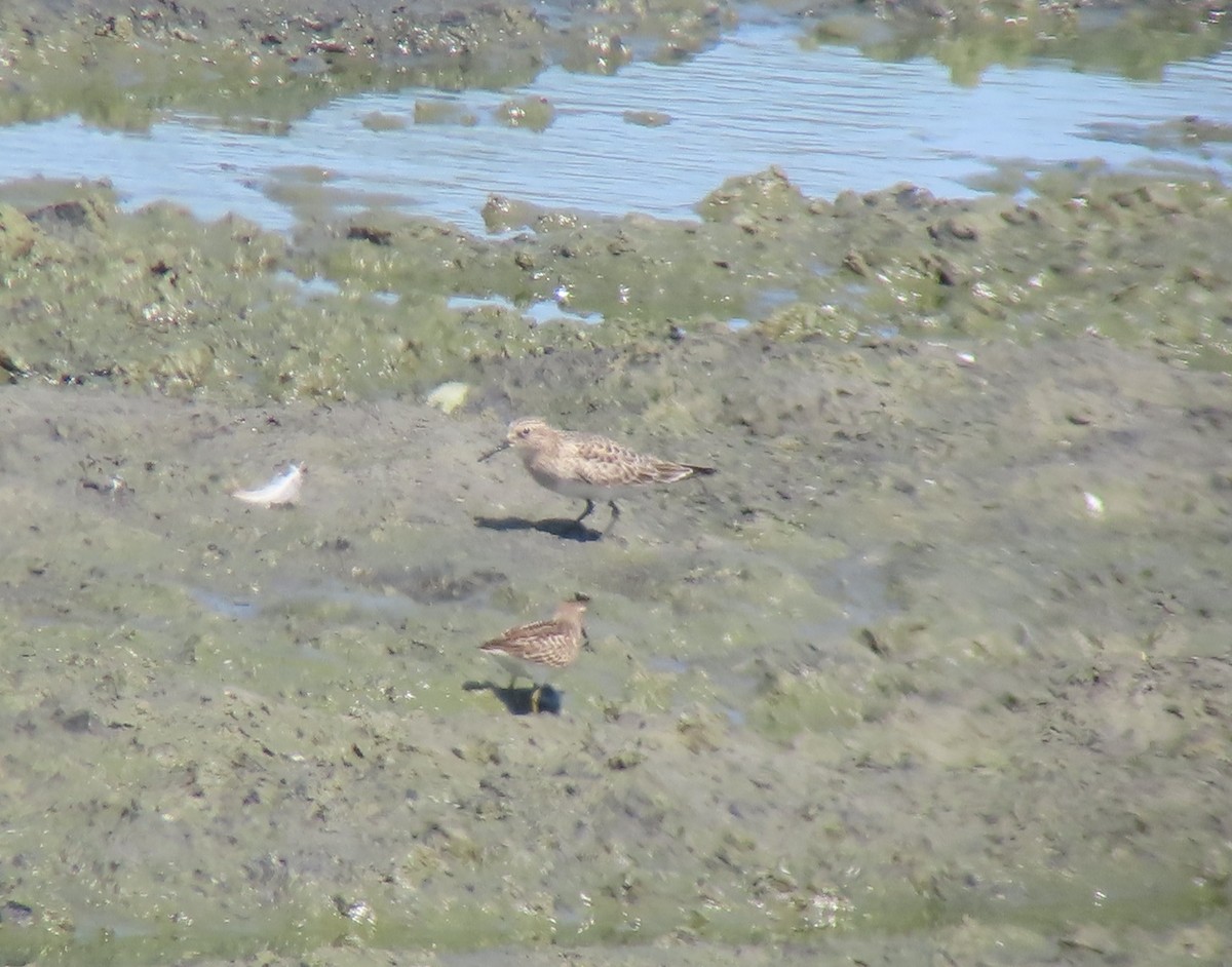 Baird's Sandpiper - ML475576821