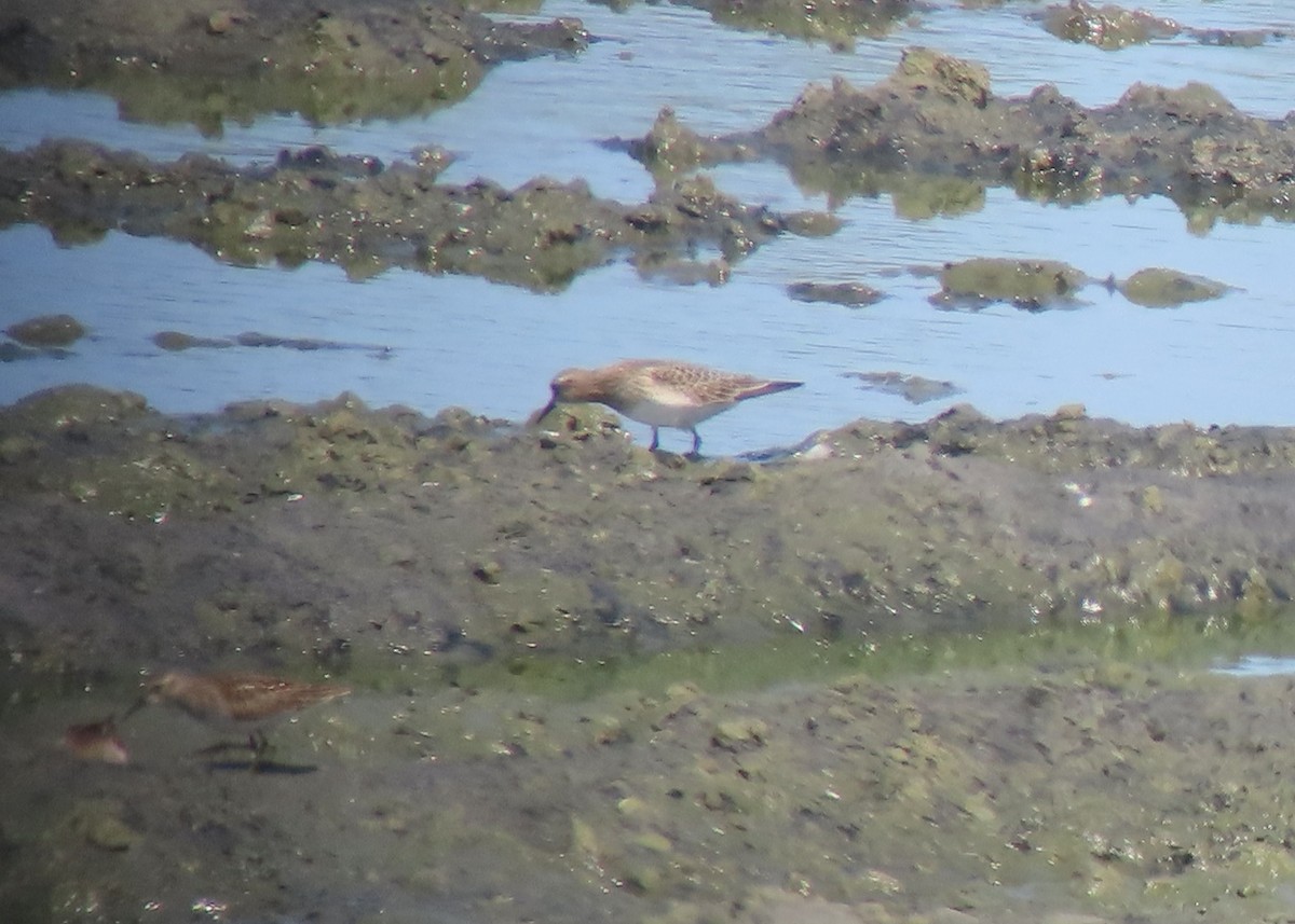 Baird's Sandpiper - ML475577091