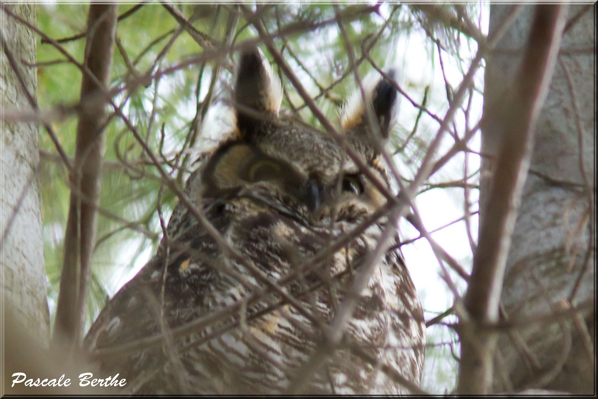 Great Horned Owl - Pascale Berthe