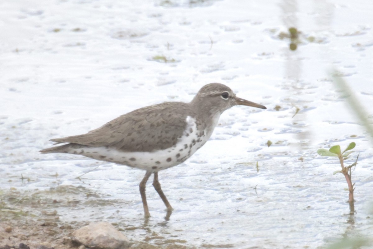 Spotted Sandpiper - ML475578241