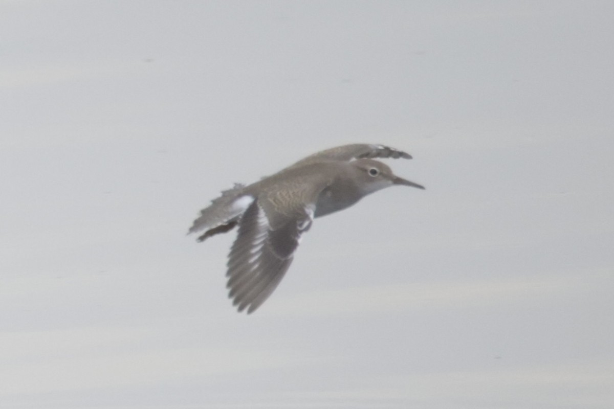 Spotted Sandpiper - ML475578251