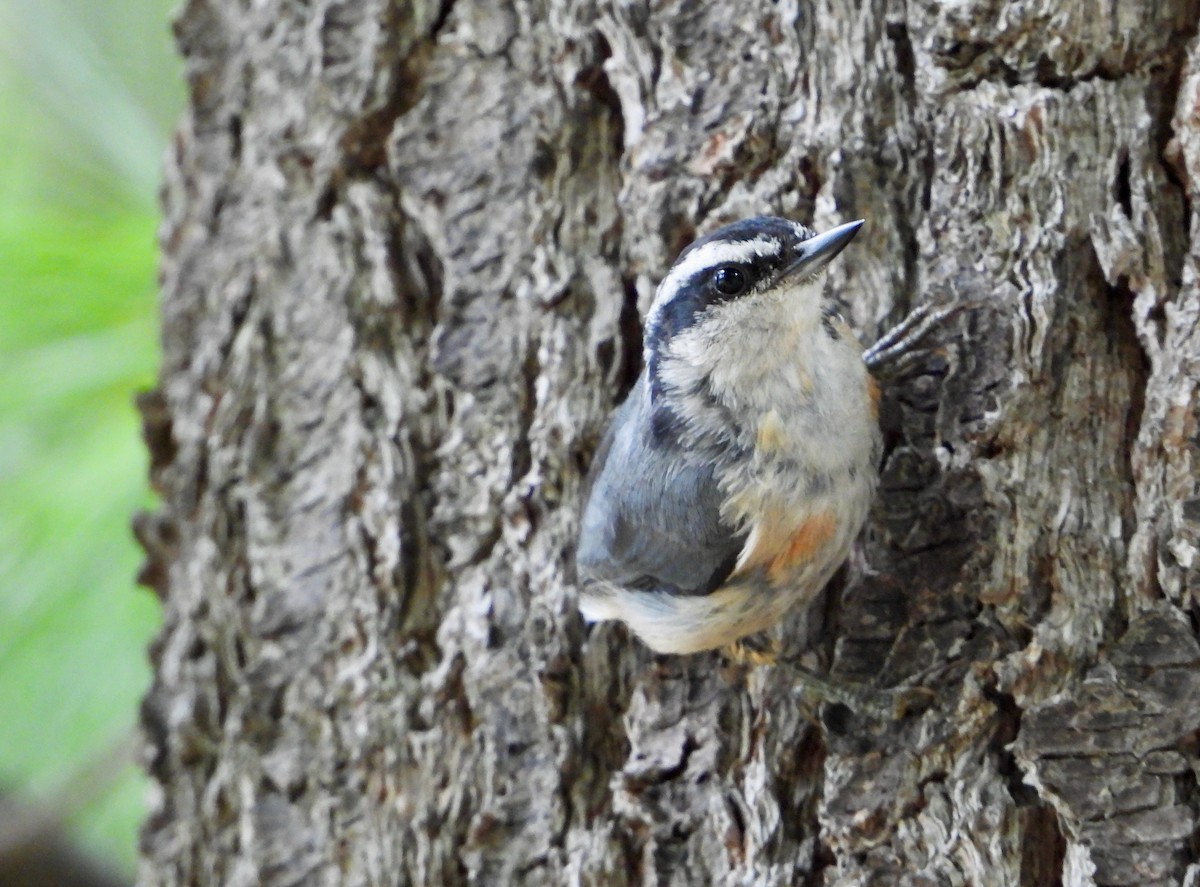 Red-breasted Nuthatch - ML475578441