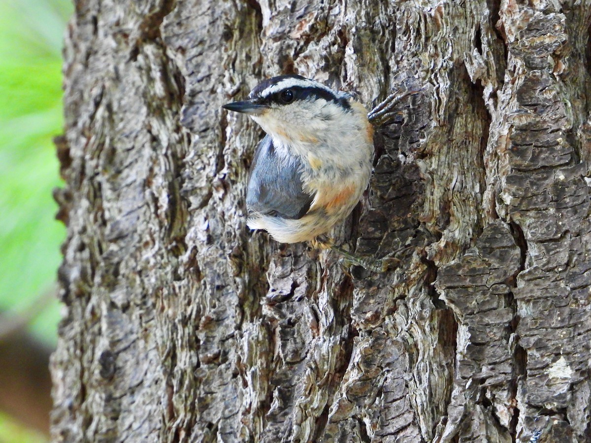 Red-breasted Nuthatch - ML475578501