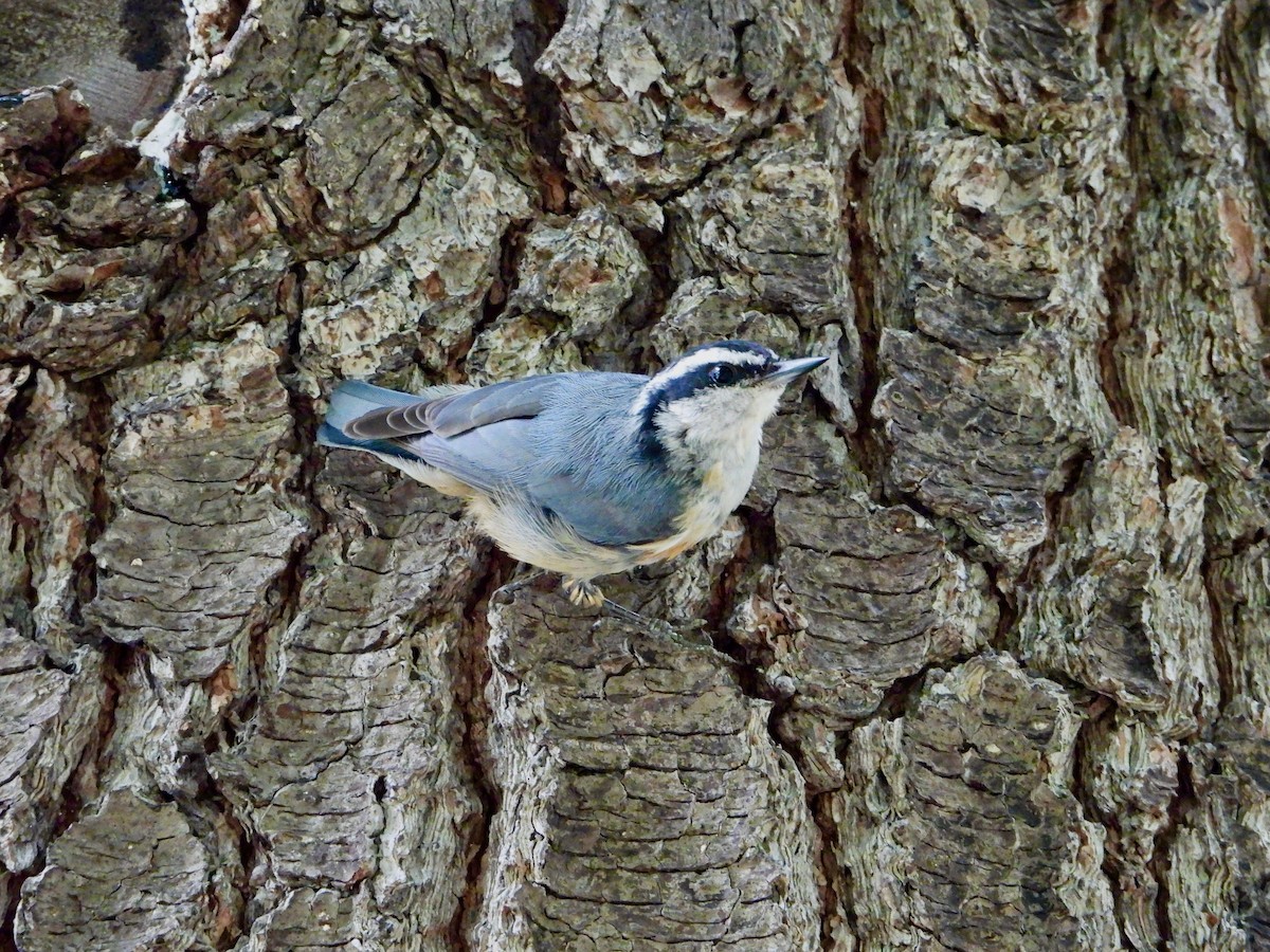 Red-breasted Nuthatch - ML475578521