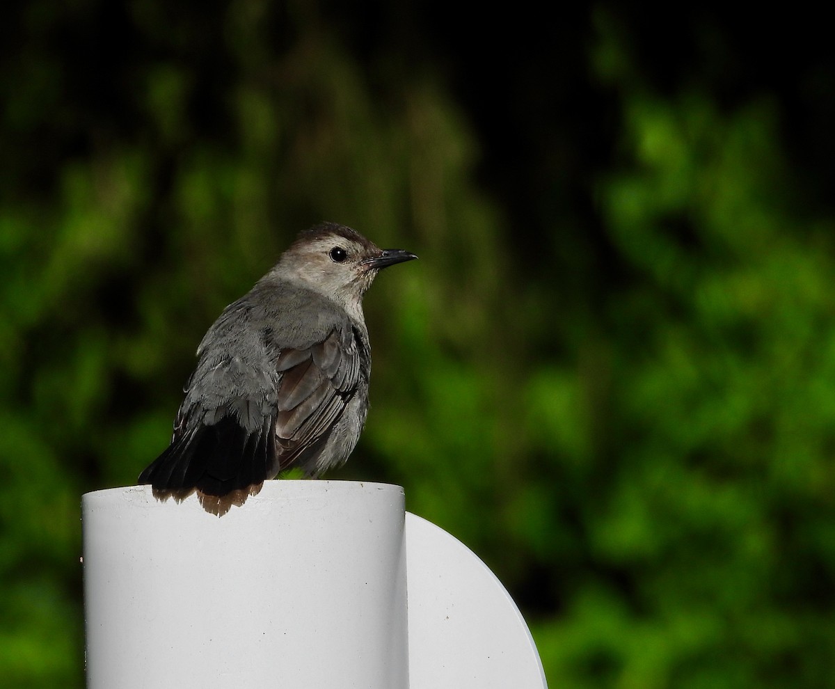 Gray Catbird - ML475578631