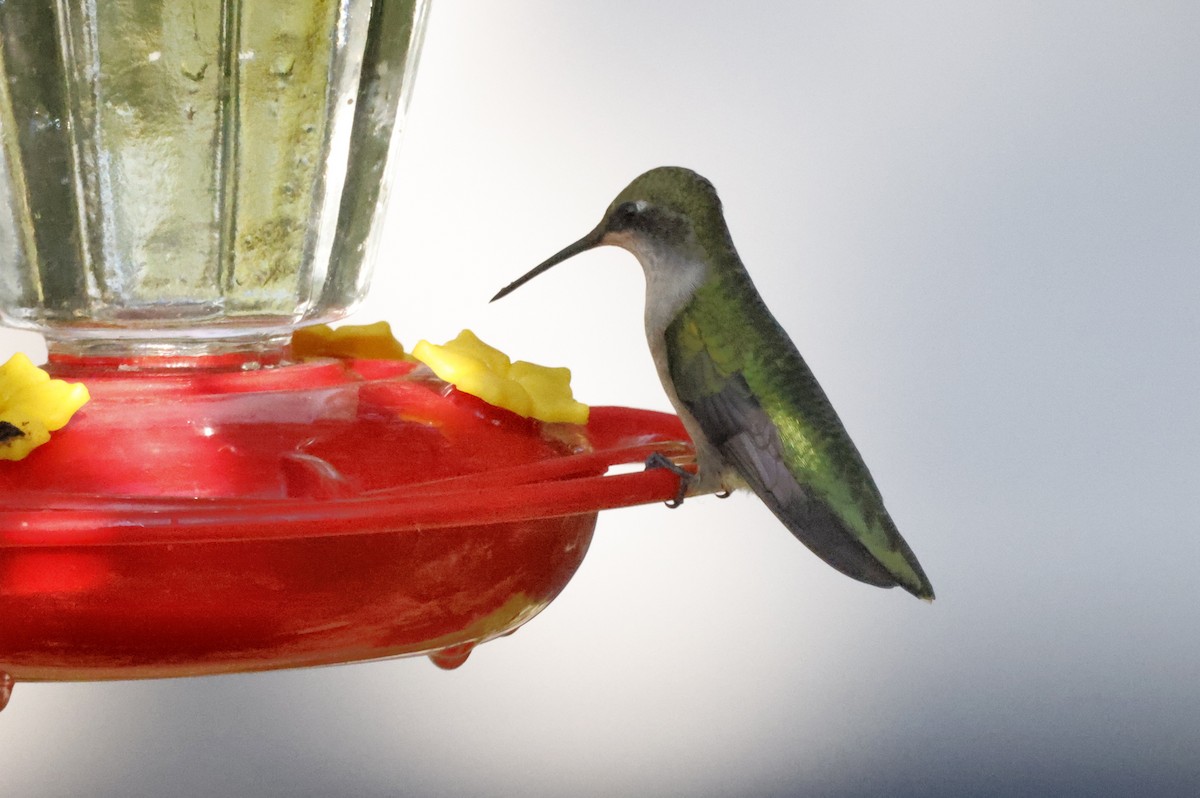 Ruby-throated Hummingbird - Scott Ray