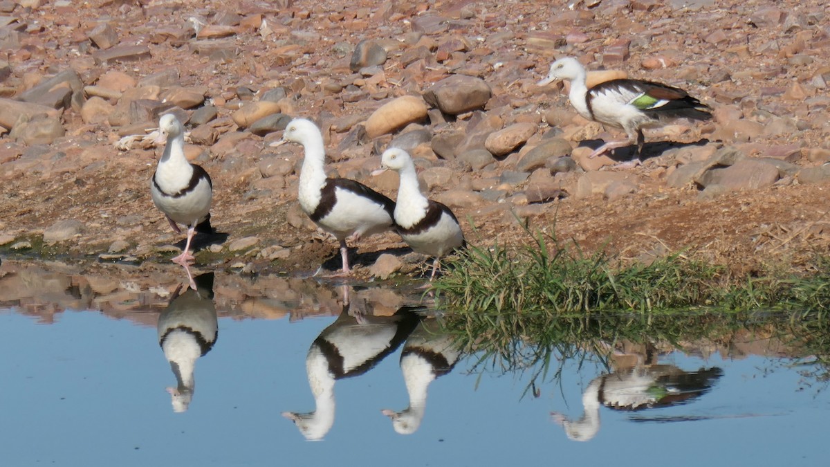 Radjah Shelduck - ML475578791