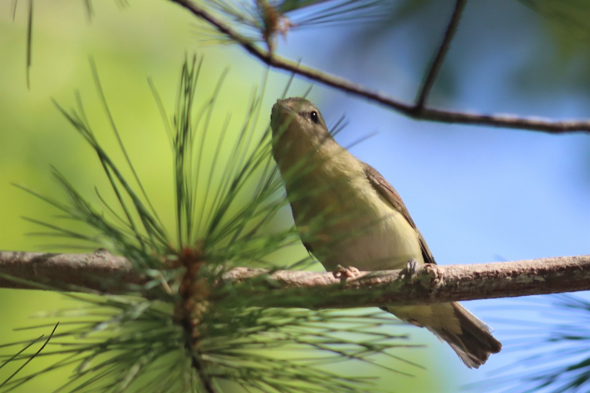 Red-eyed Vireo - ML475578921