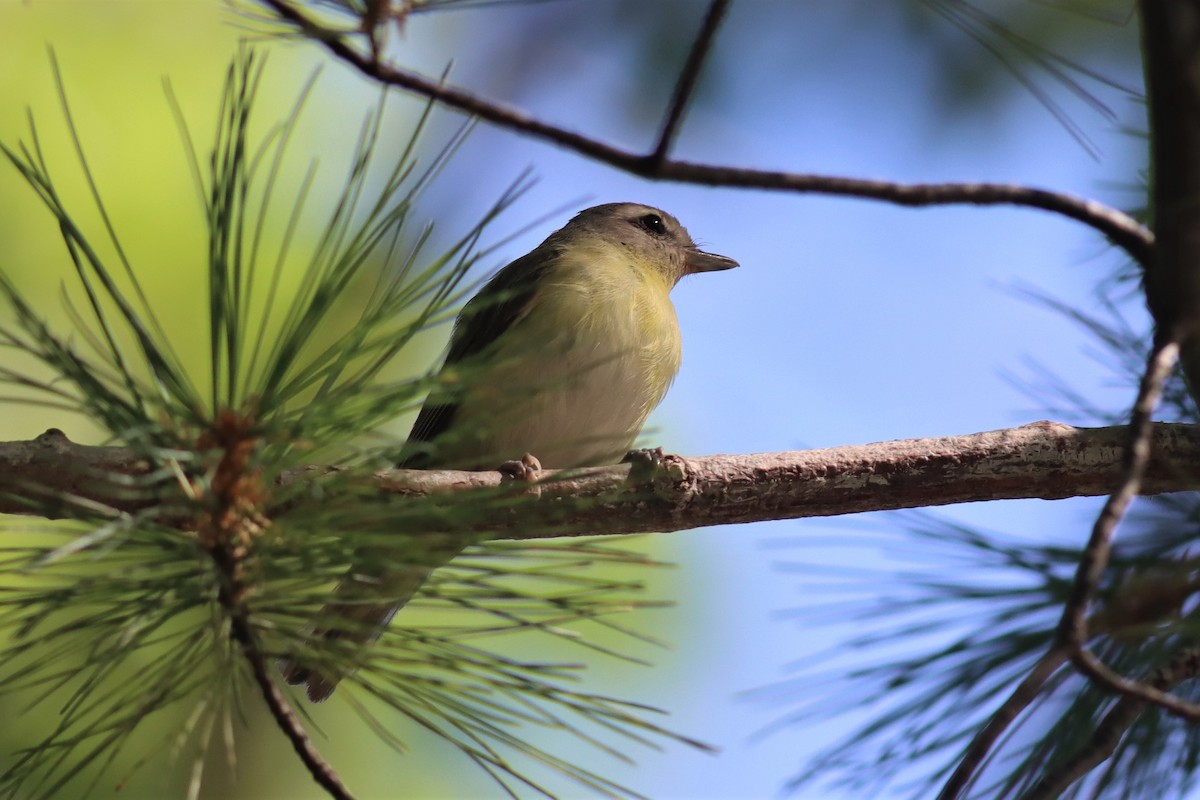 Red-eyed Vireo - ML475578931