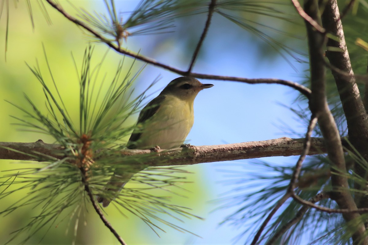 Red-eyed Vireo - ML475578951