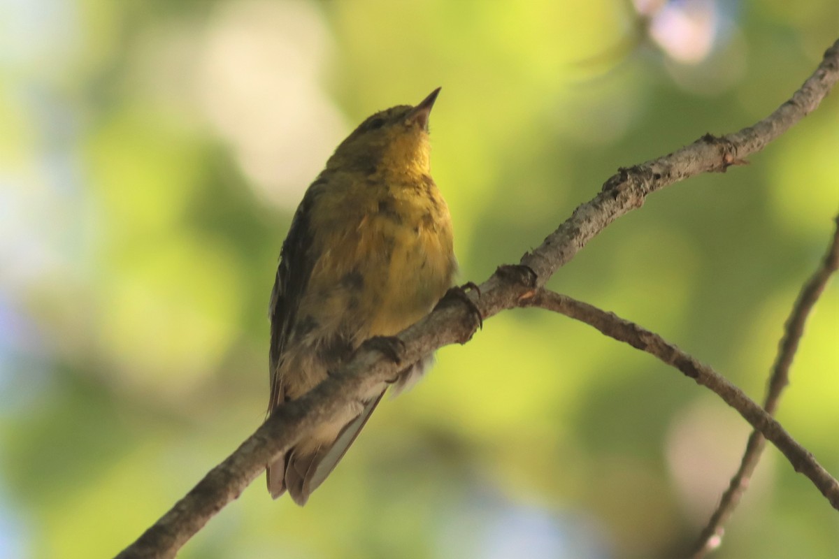 Pine Warbler - ML475579051