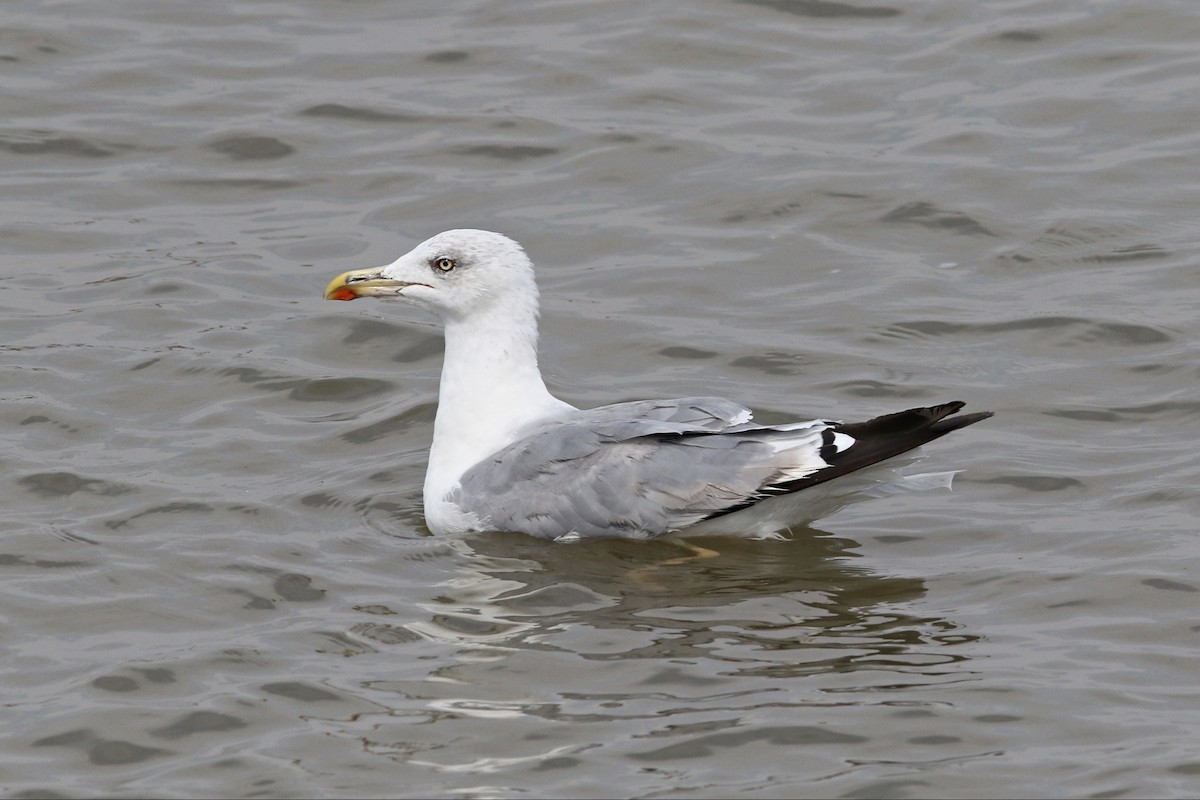 Yellow-legged Gull - Richard Bonser