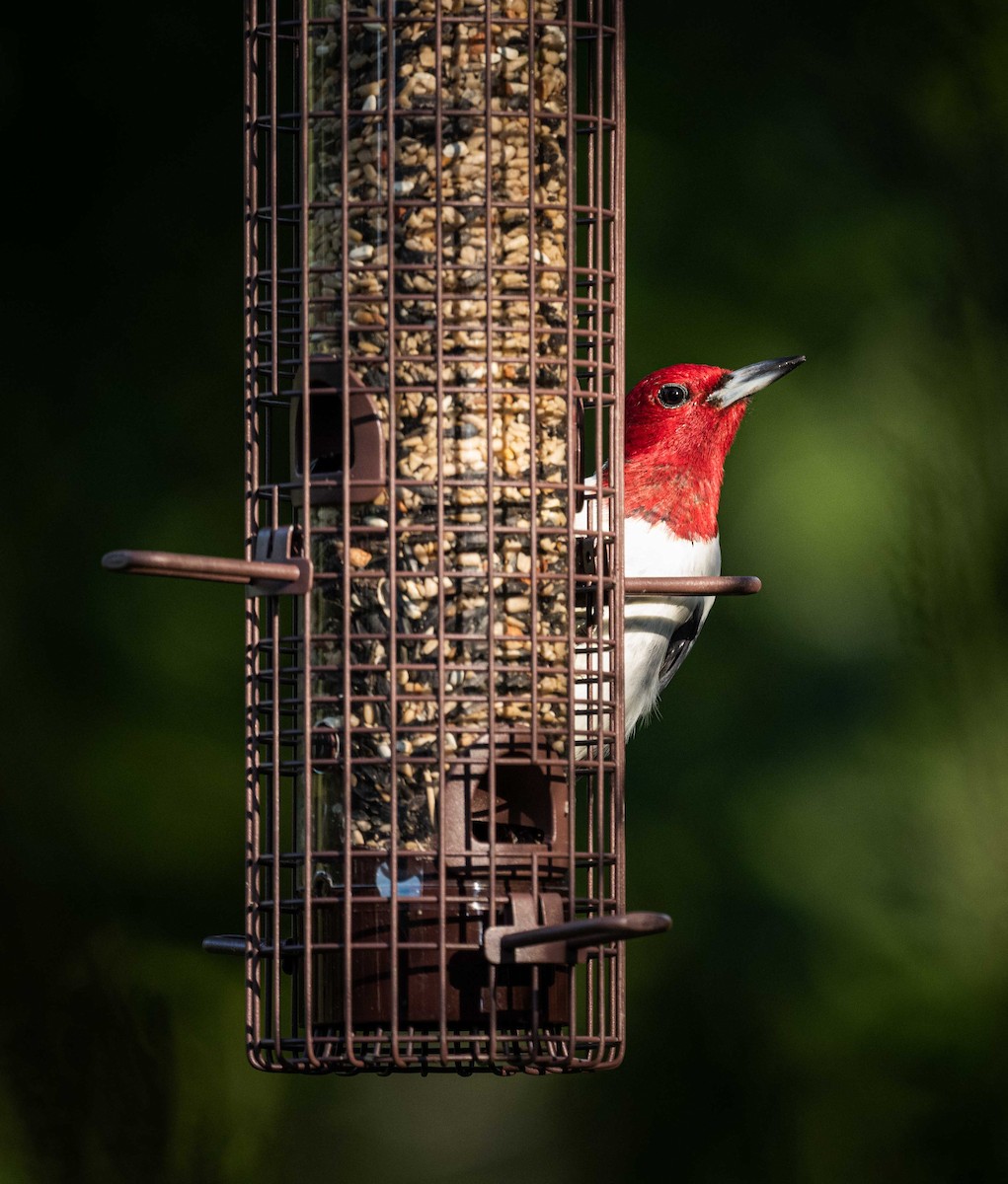 Red-headed Woodpecker - Karen Lee Lewis