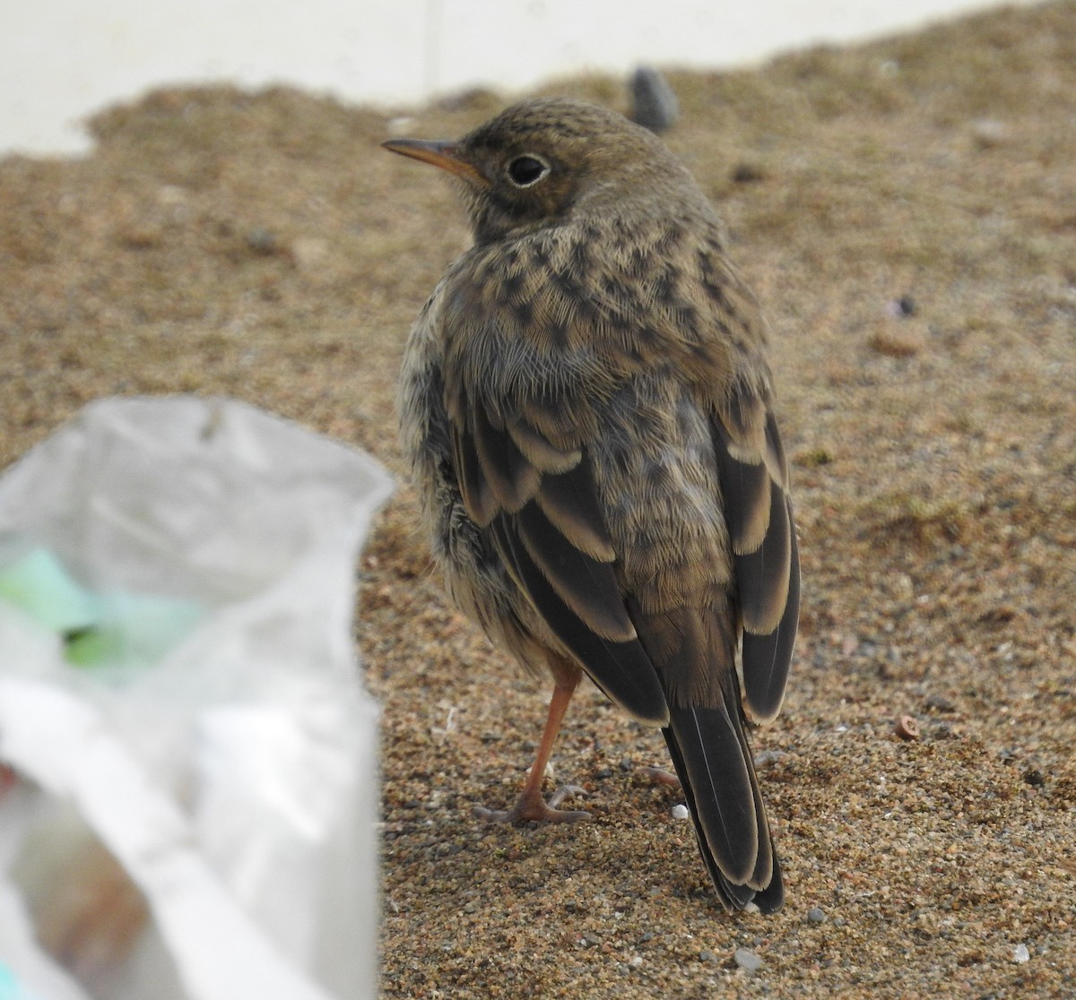 American Pipit - ML475580341