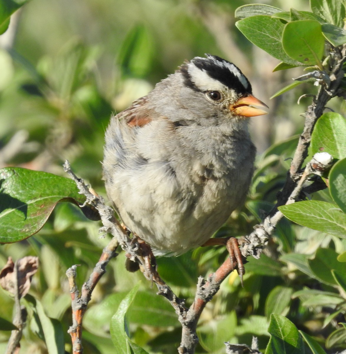White-crowned Sparrow - ML475580411