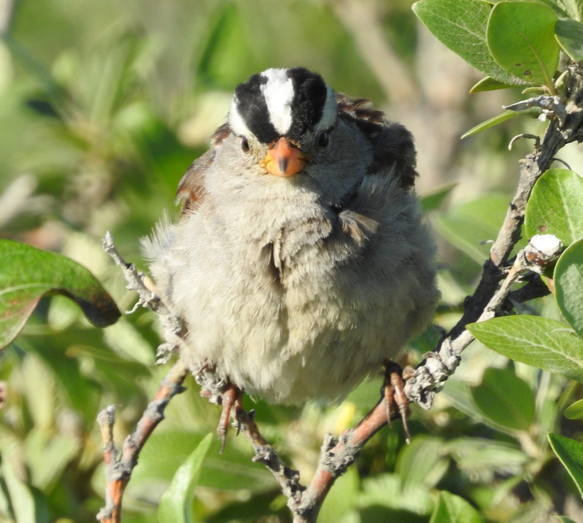 White-crowned Sparrow - Brent Murphy