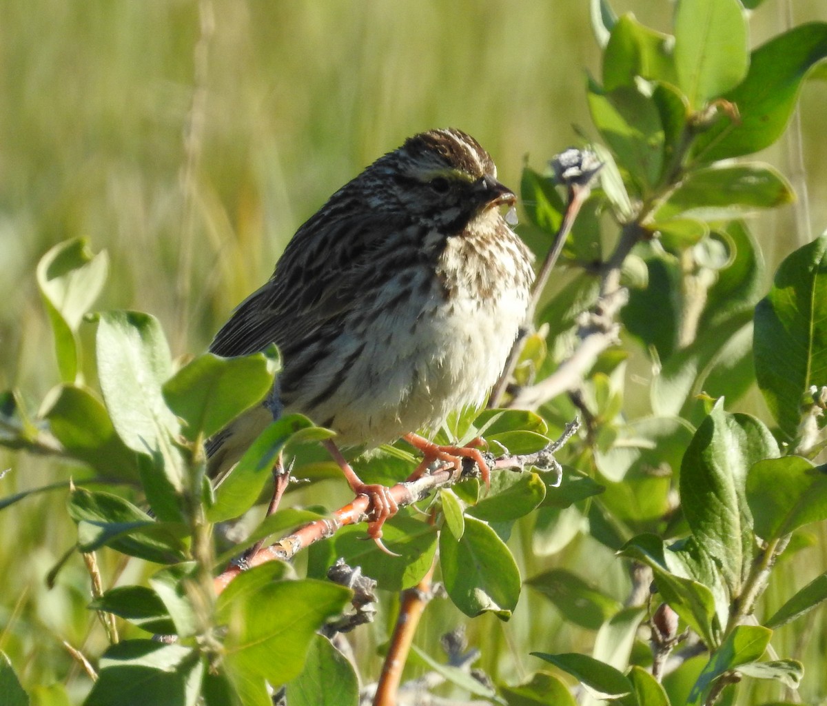 Savannah Sparrow - ML475580451