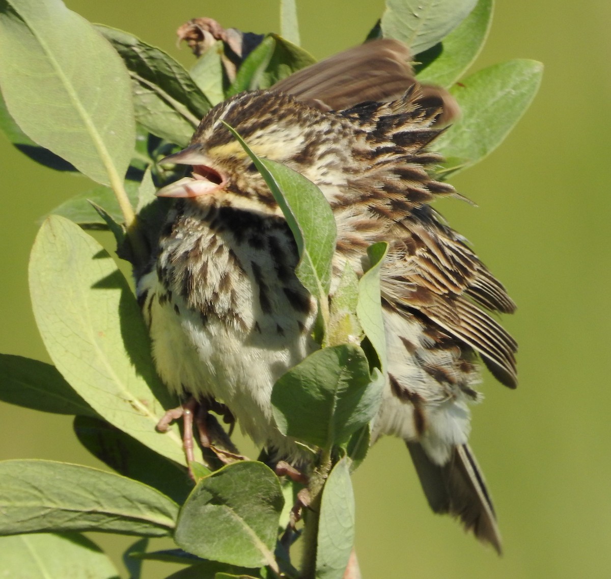 Savannah Sparrow - ML475580461