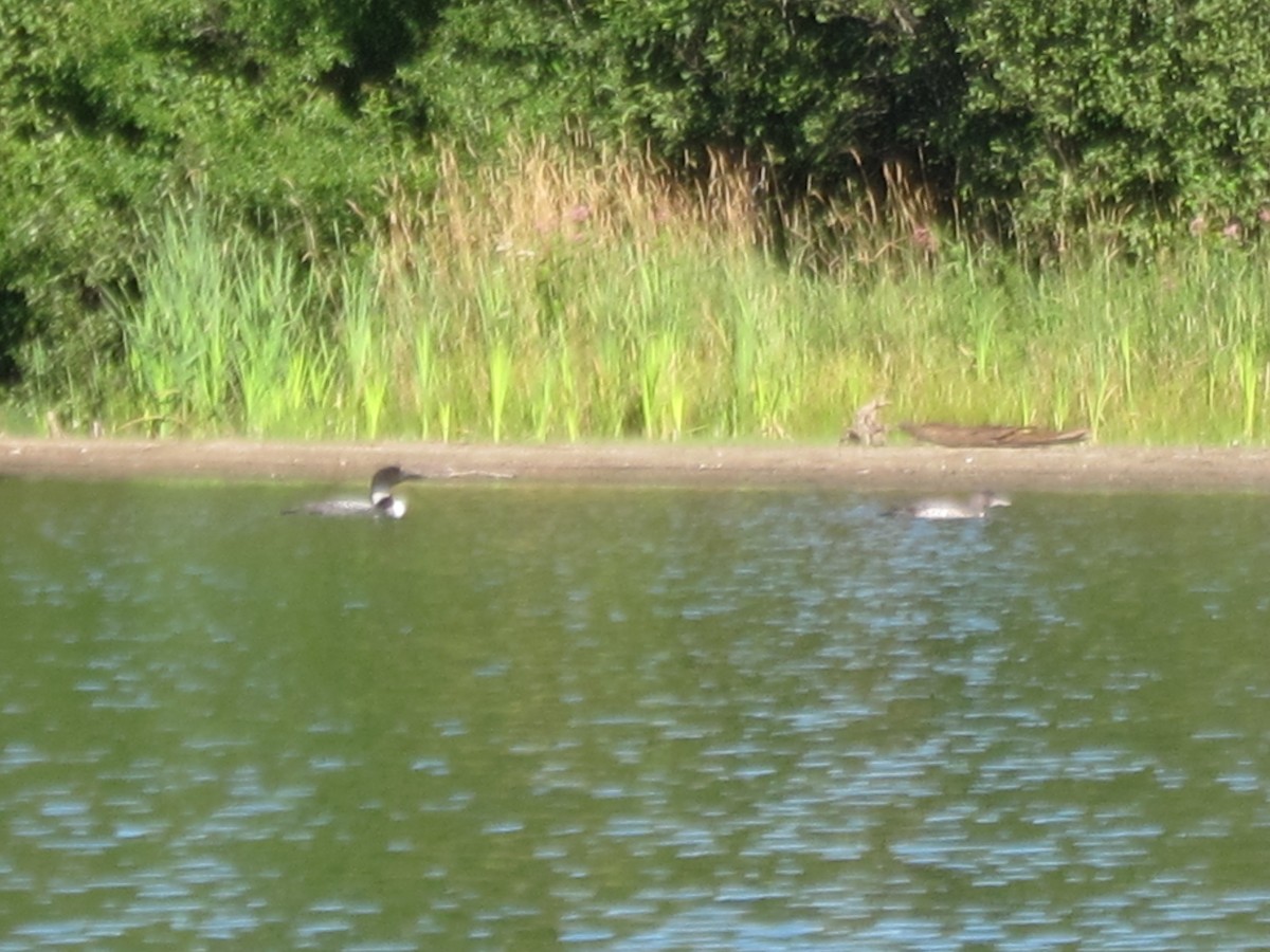 Common Loon - ML475580951