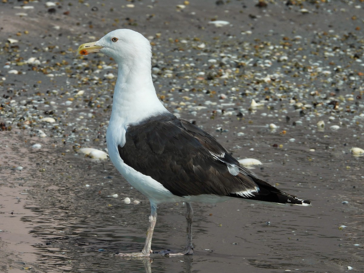 Great Black-backed Gull - ML475581271