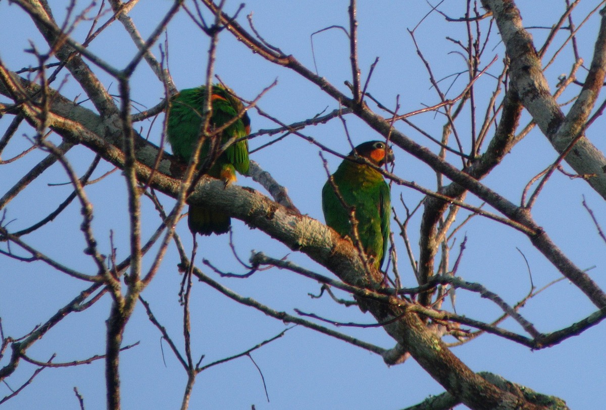 Orange-cheeked Parrot - ML47558221