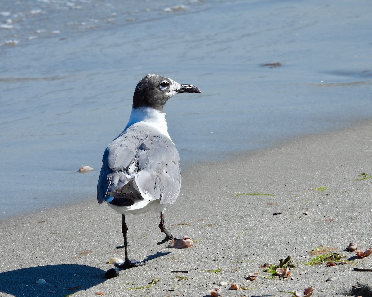 Laughing Gull - ML475582661