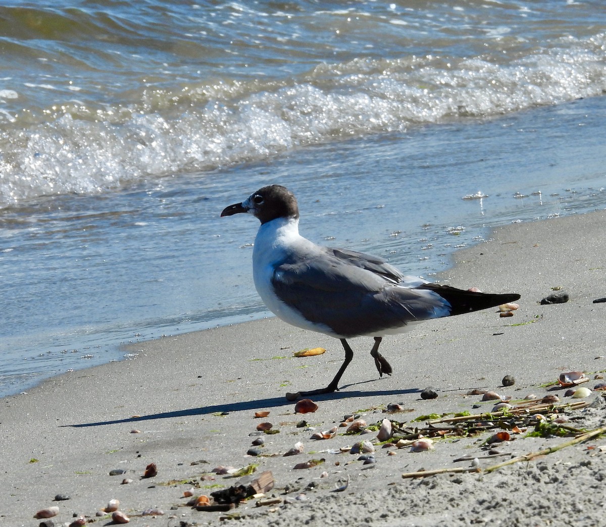 Gaviota Guanaguanare - ML475582671