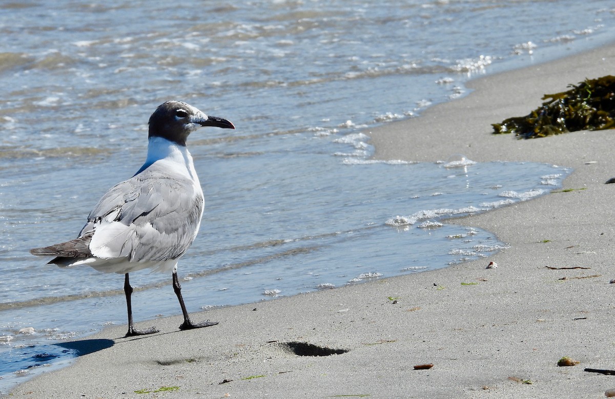 Laughing Gull - ML475582681