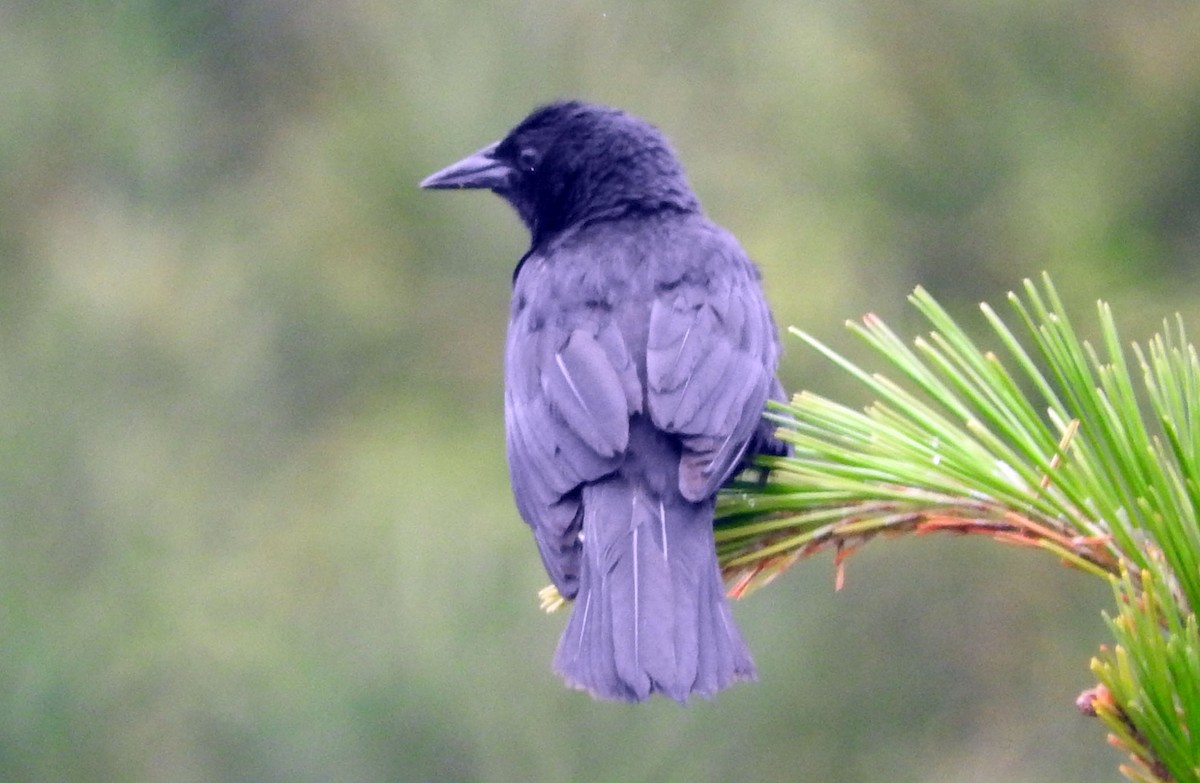 Austral Blackbird - ML47558311